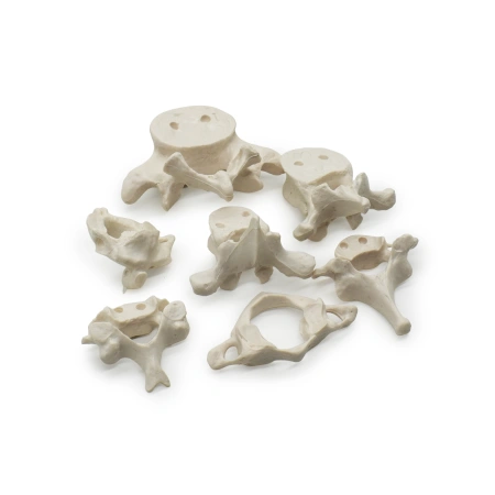 Модель «Позвонки человека» (7 штук)